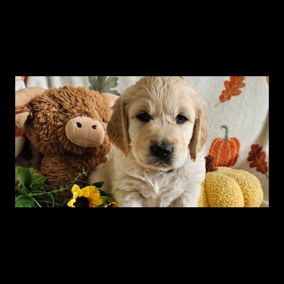 Golden Retriever - Dogs