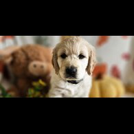 Golden Retriever - Dogs