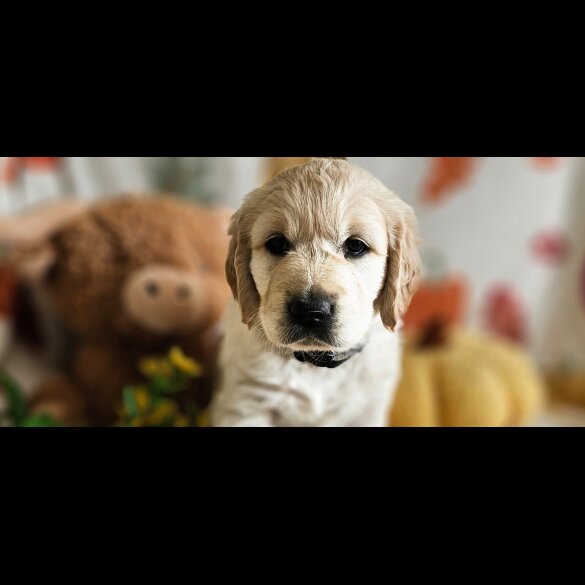 Golden Retriever - Dogs