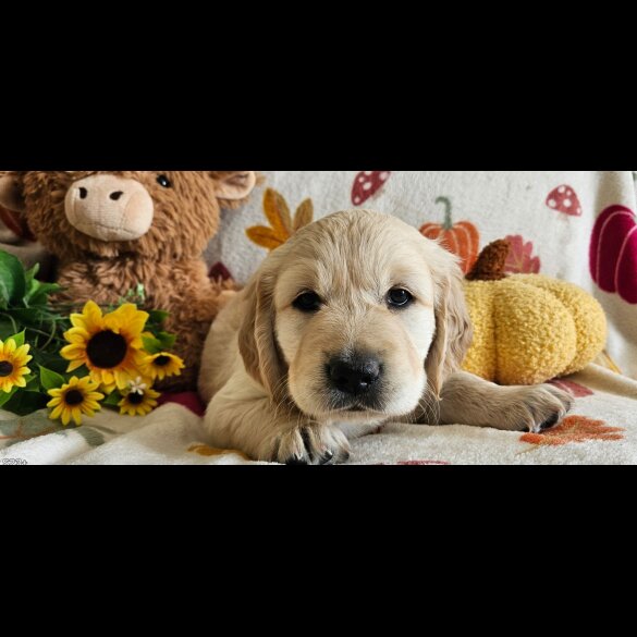 Golden Retriever - Dogs