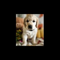 Golden Retriever - Dogs