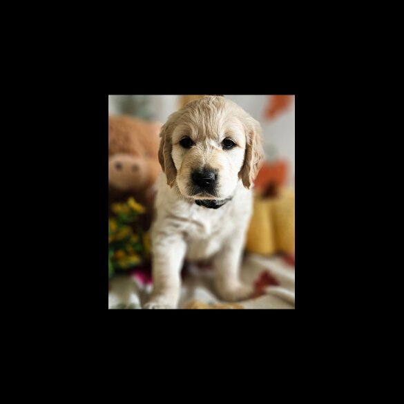 Golden Retriever - Dogs