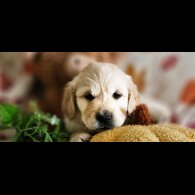 Golden Retriever - Dogs