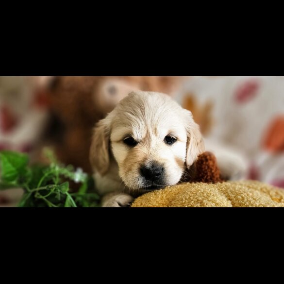 Golden Retriever - Dogs