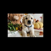 Golden Retriever - Dogs
