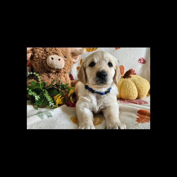 Golden Retriever - Dogs