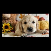 Golden Retriever - Dogs