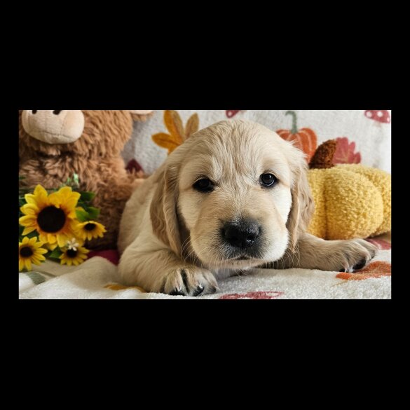 Golden Retriever - Dogs
