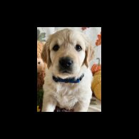 Golden Retriever - Dogs