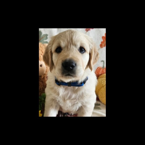 Golden Retriever - Dogs