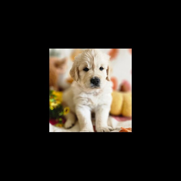 Golden Retriever - Dogs