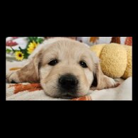 Golden Retriever - Dogs