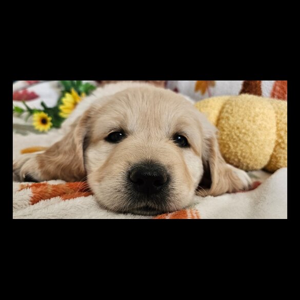 Golden Retriever - Dogs