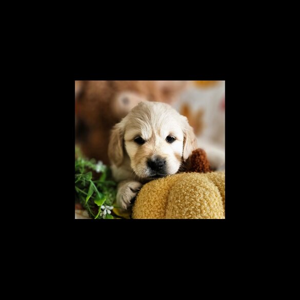 Golden Retriever - Dogs