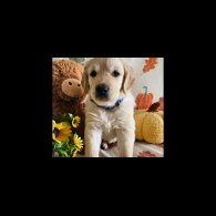Golden Retriever - Dogs
