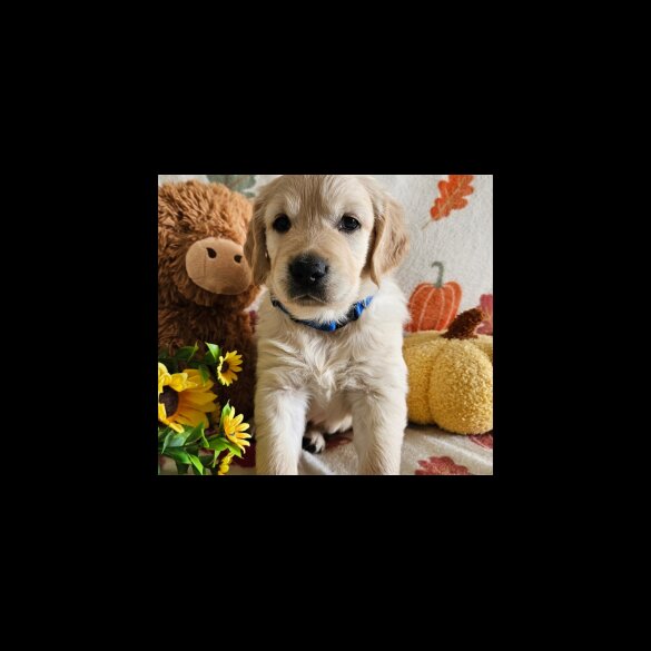 Golden Retriever - Dogs