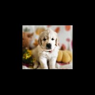 Golden Retriever - Dogs