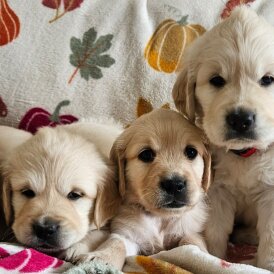 Golden Retriever - Dogs