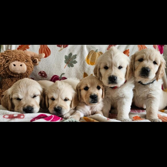 Golden Retriever - Dogs