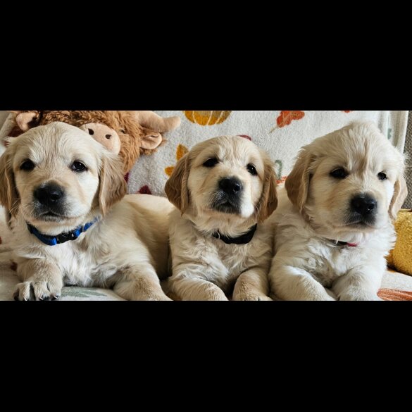Golden Retriever - Dogs