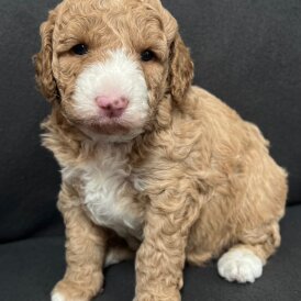 Goldendoodle - Both