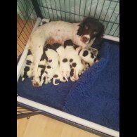Sprocker Spaniel - Both