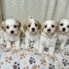 Cavachon - Both