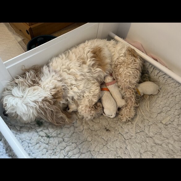 Cavachon - Both
