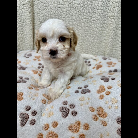 Cavachon - Both
