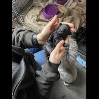 Toy Poodle - Both