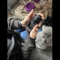 Toy Poodle - Both