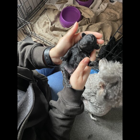 Toy Poodle - Both