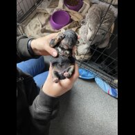 Toy Poodle - Both