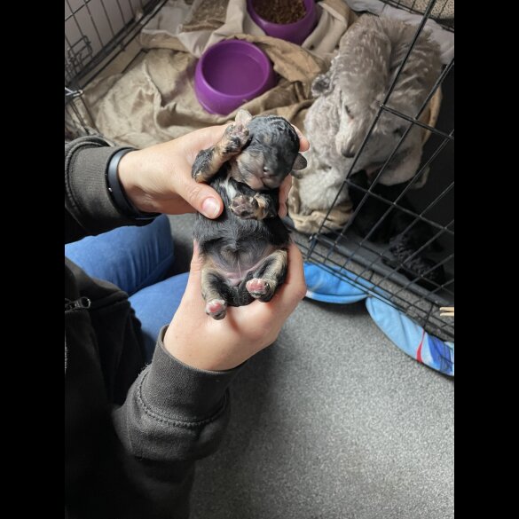 Toy Poodle - Both