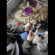 Toy Poodle - Both