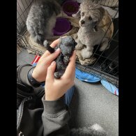 Toy Poodle - Both