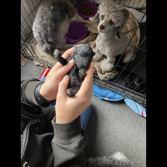 Toy Poodle - Both
