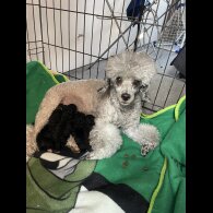 Toy Poodle - Both