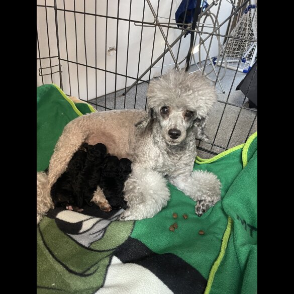 Toy Poodle - Both