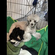 Toy Poodle - Both