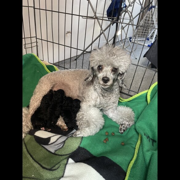 Toy Poodle - Both