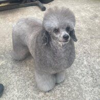 Toy Poodle - Both