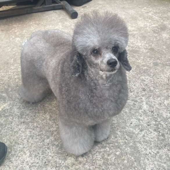 Toy Poodle - Both