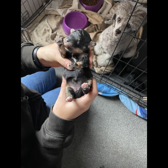 Toy Poodle - Both