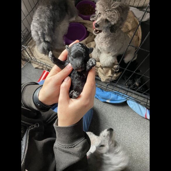 Toy Poodle - Both