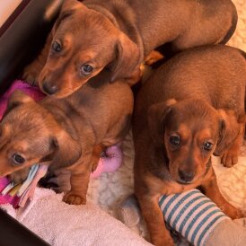 Dachshund (Standard &amp; Miniature) - Bitches