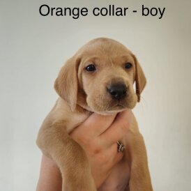 Hungarian Vizsla - Dogs