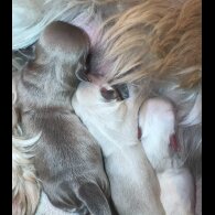 Shih Tzu - Both
