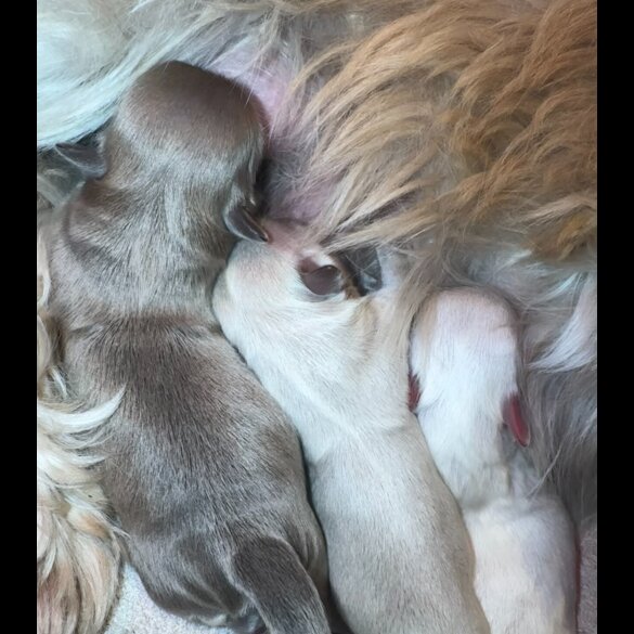 Shih Tzu - Both