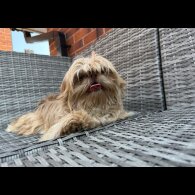 Shih Tzu - Both